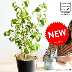 2025年最新】斑入りパキラの人気アイテム - メルカリ