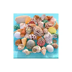 カラフル 貝殻 アソート セット 天然素材 ミックス ビーチ シェル 鑑賞用 水槽 装飾 店 飾り ビーチ小物 レジン封入 DIY用 ジュエリー アクセサリーパーツ 手芸用品 0