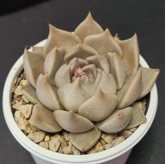 エケベリア 原種 トバレンシス トバーその６  花芽あり　ケーレス実生苗  tobarensis ,Tobar  月曜or火曜日発送。