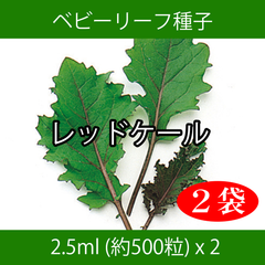 ベビーリーフ種子 B-35 レッドケール 2.5ml 約500粒 x 2袋