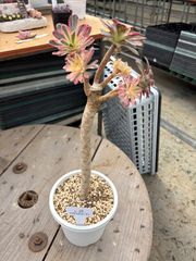 V錦 アエオニウム トロピカルガーデン 多肉植物