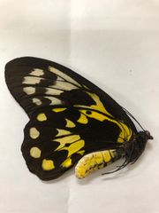 蝶の標本★マライタ島産ビクトリアトリバネアゲハ♀