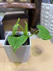 フィロデンドロン　現品限り　ミニ観葉　観葉植物　インテリア　グリーン