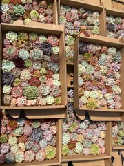 お得な9苗セット！cozさん・韓国苗　札付き・メルカリ便発送！ 2025年最新】韓国苗多肉植物の人気アイテム - メルカリ