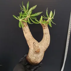 2025年最新】イノピナツムの人気アイテム - メルカリ