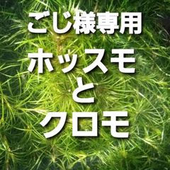 ごじ様専用　ホッスモとクロモ　【アナカリス　も販売中】