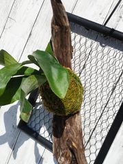 【インテリアプランツ】壁掛け　ハンギング　吊り下げ　額ぶち　コウモリラン　ビカクシダ
