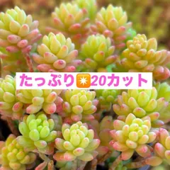 2025年最新】レッドベリーhybの人気アイテム - メルカリ