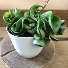 観葉植物　ホヤ カルノーサ　コンパクタ