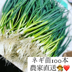 福岡県産　小葱苗　100本　数量限定