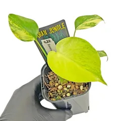 1 順化済 モンステラ イエローマリリン 2号ポット 即日ネコポス発送 1 順化済 モンステラ イエローマリリン 2号ポット 即日ネコポス