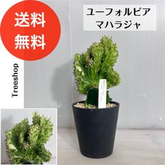 ユーフォルビア マハラジャ【送料無料】高さ0.3ｍ（鉢込み） 幅0.15ｍ 12cmプラ鉢 多肉植物 ドライガーデン インテリア 観葉植物 耐寒性 園芸品種