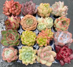 2025年最新】多肉植物モンブランの人気アイテム - メルカリ 2025年最新】多肉植物モンブランの人気アイテム - メルカリ