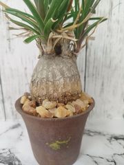 【塊根植物 盆栽鉢仕立て 鉢ごと発送】トックリラン（ノリナ）  Beaucarnea recurvata  ポニーテール