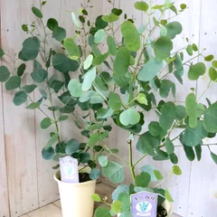 専用＊ユーカリポポラス.グニユーカリ.フレッシュ詰め合わせ　 80サイズ 2025年最新】ユーカリ ポポラスの人気アイテム - メルカリ