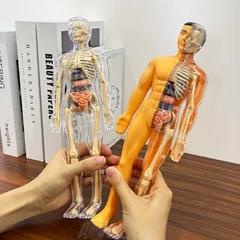 30個入り 人体解剖模型セット - 取り外し可能な骨格と完全な胴体 - 10代の若者向けの教育的なSTEMキット - 取り外し可能な臓器を備えた医療用教育骨格模型キット - 科学教室のデモンストレーションと展示のための解