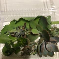 寄せ植えセット　ラブリーローズ入り