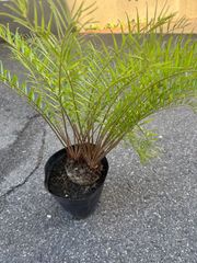 おすすめの観葉植物
