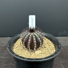 #5 Uebelmannia pectinifera ユーベルマニア ペクチニフェラ 実生