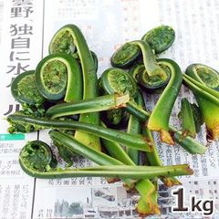 予約　天然山菜　コゴミ１ｋｇ（大小バラ詰め）