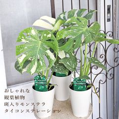 値下げSALE 花苗 ブルー シクラメン サムライ 3号 鉢植え 花壇