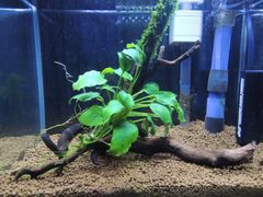 295．【特選品】流木付き水草 アヌビアスナナ 南米ウィローモス