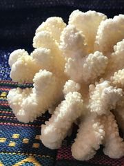 ◉台湾産【白珊瑚/ホワイトコーラル】原木[282 - メルカリ