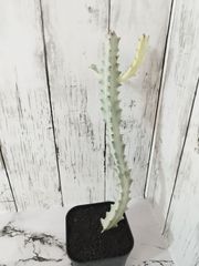【 人気品種 鉢ごと発送 希少木質化 】ユーフォルビア ホワイトゴースト Euphorbia lactea White Ghost