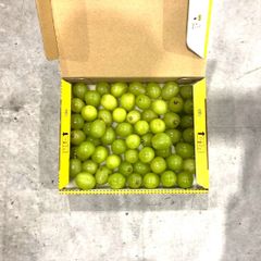 【月曜〜金曜日出荷】シャインマスカット　加工用　粒ぶどう　1.0kg