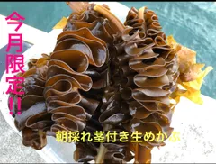 【沖縄県、九州のお客様専用】今シーズン初物急速冷凍品　茎付きめかぶ 6kg