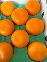 ハウス栽培　高級せとか🍊特売❣️