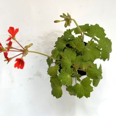 カラーリーフゼラニウム　羽衣　天竺葵　　ガーデニング　花壇　葉　紅葉　希少品種
