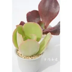 パリダ カット苗 エケベリア 2寸ポット 弁慶草科 多肉植物