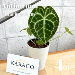 anthurium pulverulentum アンスリウム原種　養生済 anthurium pulverulentum アンスリウム原種養生済