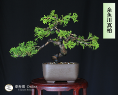 糸魚川真柏 小品盆栽【泰寿園 Online】 現品 一点物 真柏 松柏 松 初心者 室内 鑑賞 趣味 卓上盆栽 盆栽鉢 グリーン 和 ギフト プレゼント 贈答品 ミニ盆栽 誕生日 母の日 父の日 敬老の日 記念日 お祝い 優良葉性 インテリア 4
