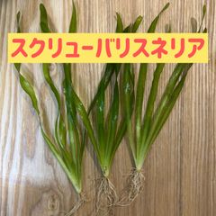 スクリューバリスネリア3株