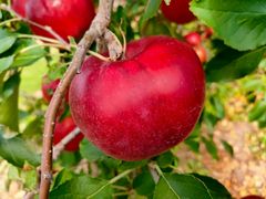 【希少】長野県産紅玉（36~44玉）【９月中旬発送予定】