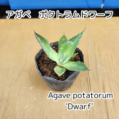 【抜き苗】アガベ　ポタトラムドワーフ　Agave potatorum 'Dwarf'　2025.4.11Apd1