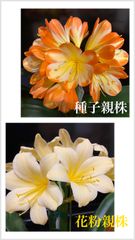 クンシラン　×8株＋ 君子蘭8008 - メルカリShops