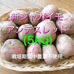 栽培期間中農薬不使用　新ジャガイモ　アンデスレッド（5Kg)