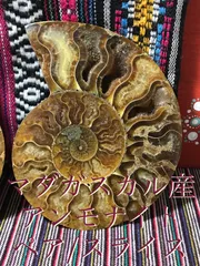 SHOP》マダガスカル産【アンモナイト】スライス/ペア化石[8-17 SHOP》マダガスカル産【アンモナイト】スライス/ペア化石[8-17