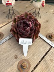 丸葉ブラックミンク 現物品 エケベリア トロピカルガーデン 多肉植物