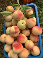 空港便 タイ産 マンゴー 芒果 Mango มะม่วง quả xoài - メルカリ