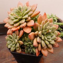 MA056	ヘルメス大群	【イータニク】多肉植物　韓国苗　第四種郵便発送