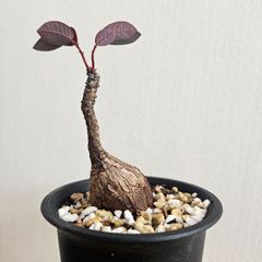 S②〚フィランサス・ミラビリス〛Phyllanthus Mirabilis 塊根植物 コーデックス ポット発送