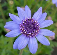 2024年最新】一年草のフェリシアの人気アイテム - メルカリ 