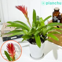 フリーセアラズベリーシャーベット激レア中株紫品種