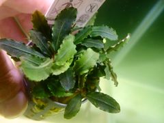 エキノドルス　サイサリス エキノドルス サイサリス 水中育成株 - メルカリ