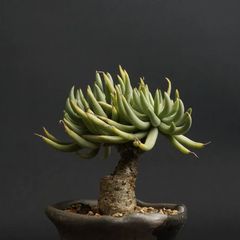 "Tylecodon pearsonii" チレコドン ペアルソニー 【白象】　管理1562