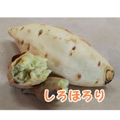 しろほろり 大きめサイズ 今季最終 15キロ